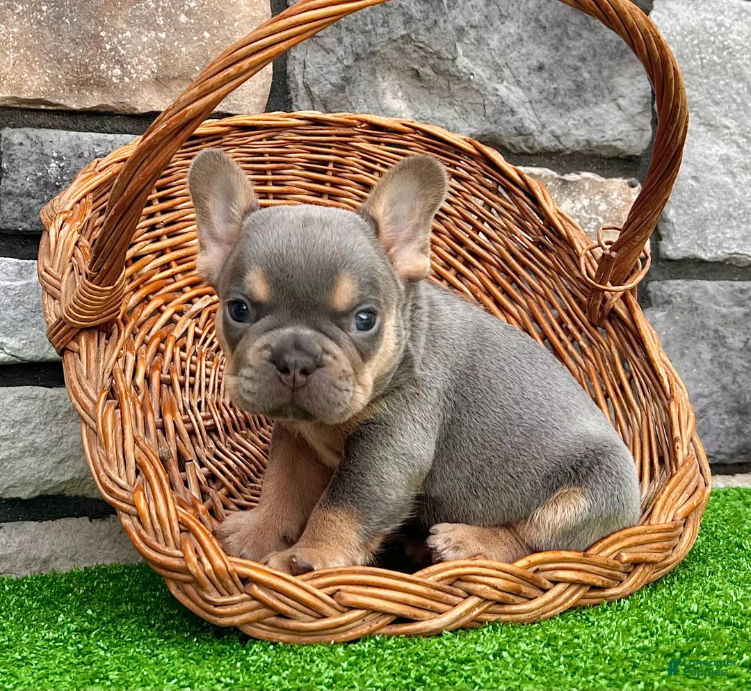 French Bulldog dogs for sale: Turbo - Ad 5