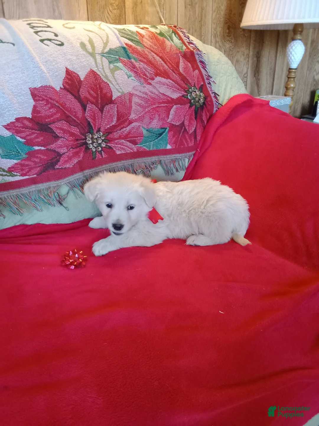 Golden Retriever dogs for sale: Golden Retriever Puppy 3 - Ad 4