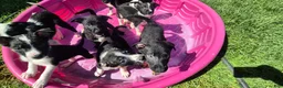Mixed Breed dogs for sale: Mixed Breed 2 - Ad 1