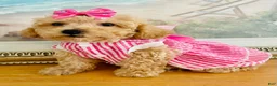 Maltipoo dogs for sale: Tiny Torie - Ad 3