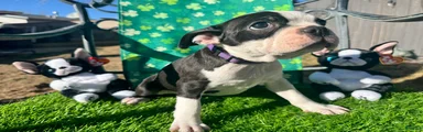 Boston Terrier Puppy 6
