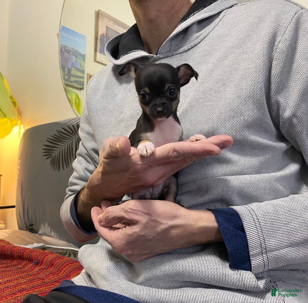 Chihuahua dogs for sale: Chihuahua Puppy Sty - Ad 5