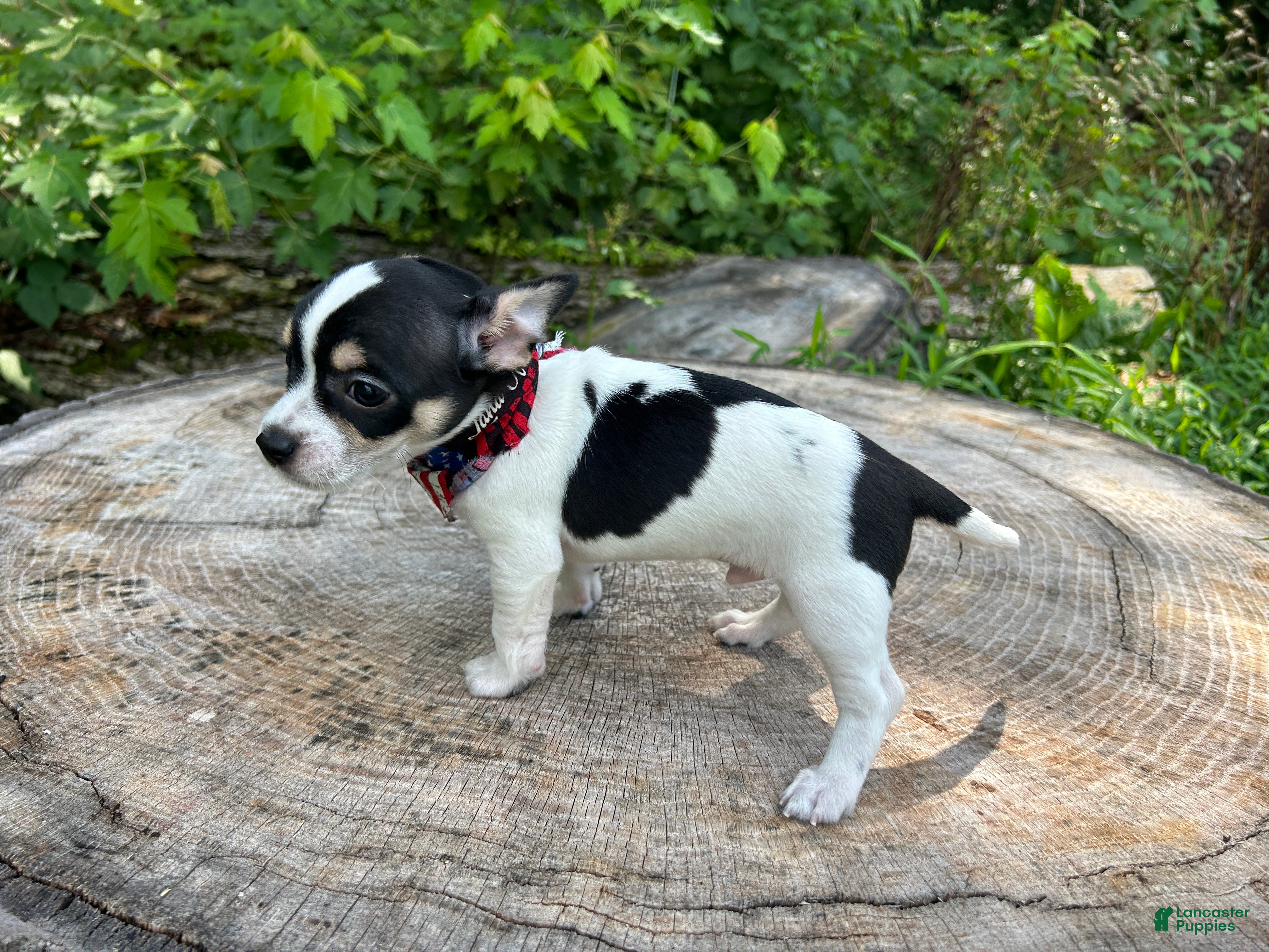 Chihuahua dogs 🐾Milhouse~Tricolor Chihuahua - Ad 2