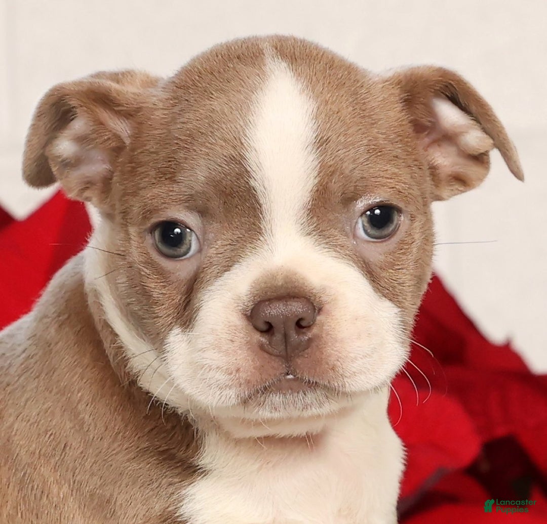 Boston Terrier dogs for sale: Riley - Ad 9