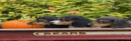Miniature Dachshund dogs for sale: Autumn - Ad 9