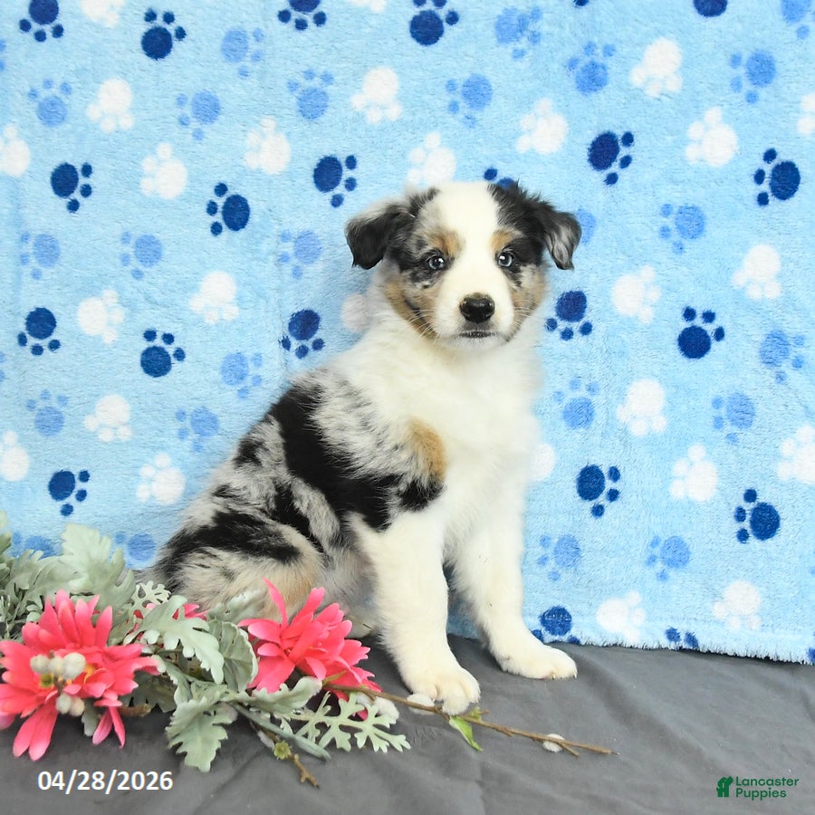 Miniature Australian Shepherd dogs Freddie - Ad 1