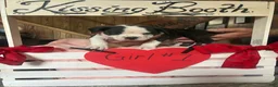 Olde English Bulldogge dogs for sale: Olde English Bulldogge 1 - Ad 8