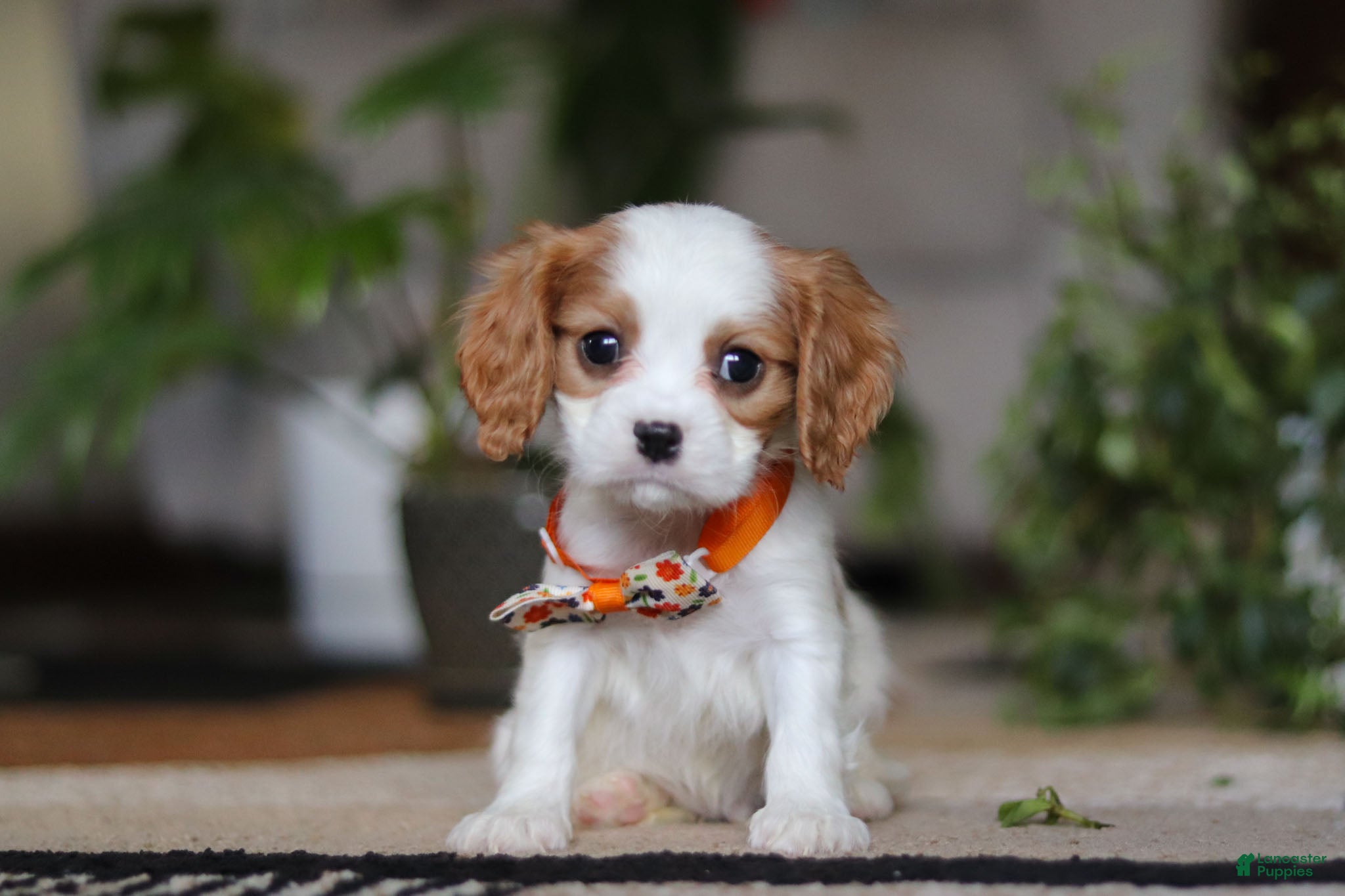 Cavalier King Charles Spaniel dogs Tucker - Ad 38
