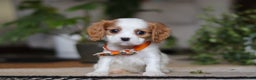 Cavalier King Charles Spaniel dogs for sale: Tucker - Ad 1