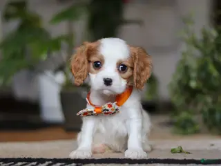 Cavalier King Charles Spaniel dogs Tucker - Ad 19