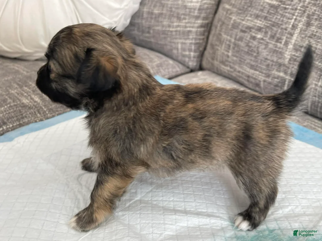 Chihuahua dogs for sale: Perry - Ad 3