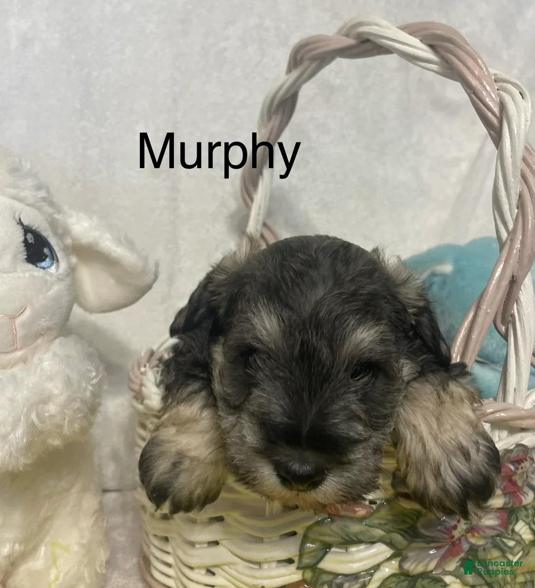 Miniature Schnauzer dogs for sale: Miniature Schnauzer Puppy 3 Murphy - Ad 7