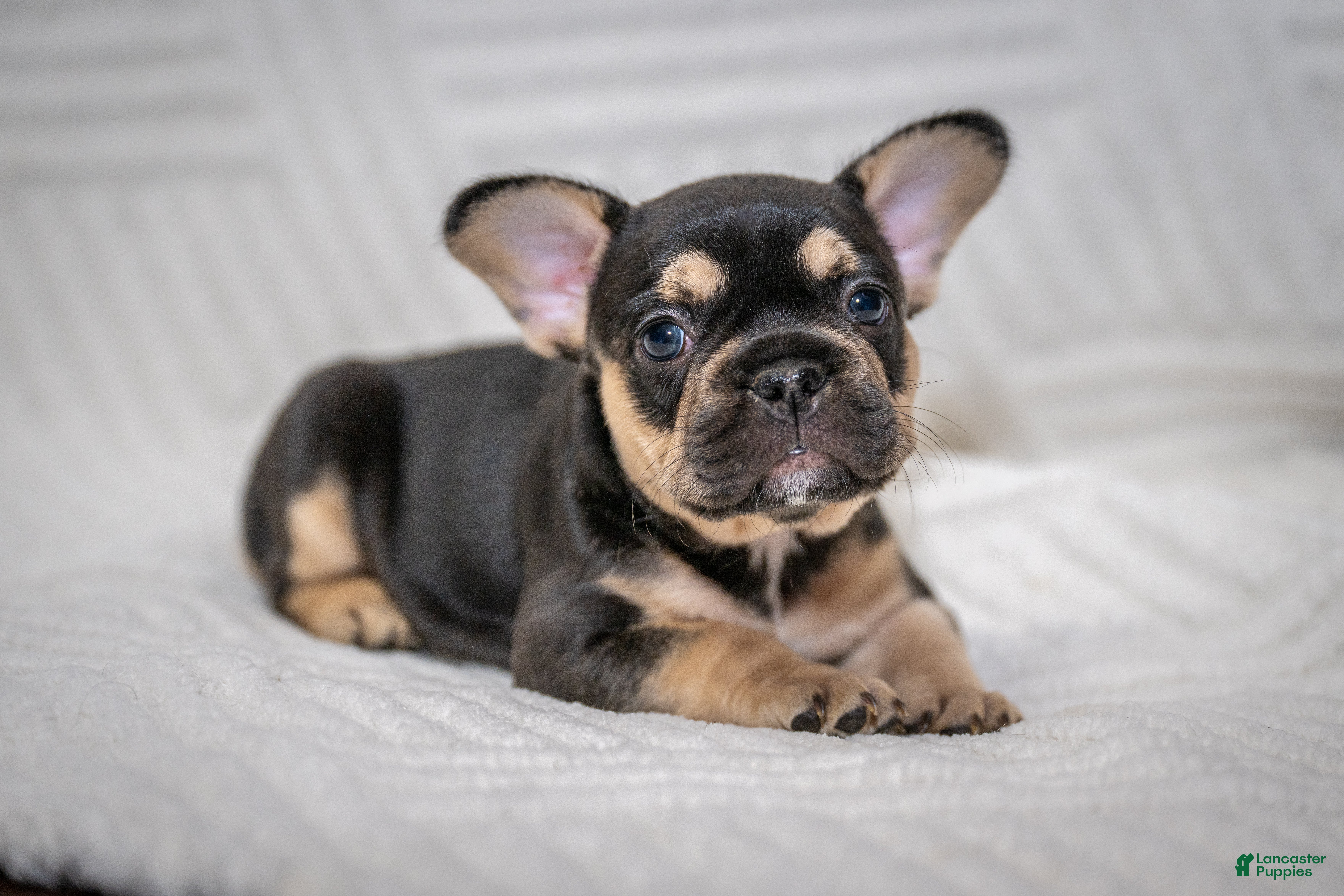 French Bulldog dogs Eve - Ad 26