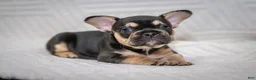 French Bulldog dogs for sale: Eve - Ad 1