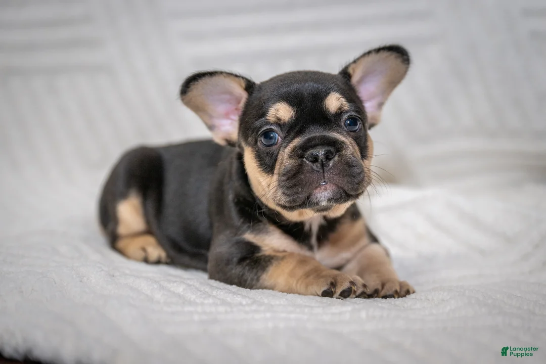 French Bulldog dogs for sale: Eve - Ad 1