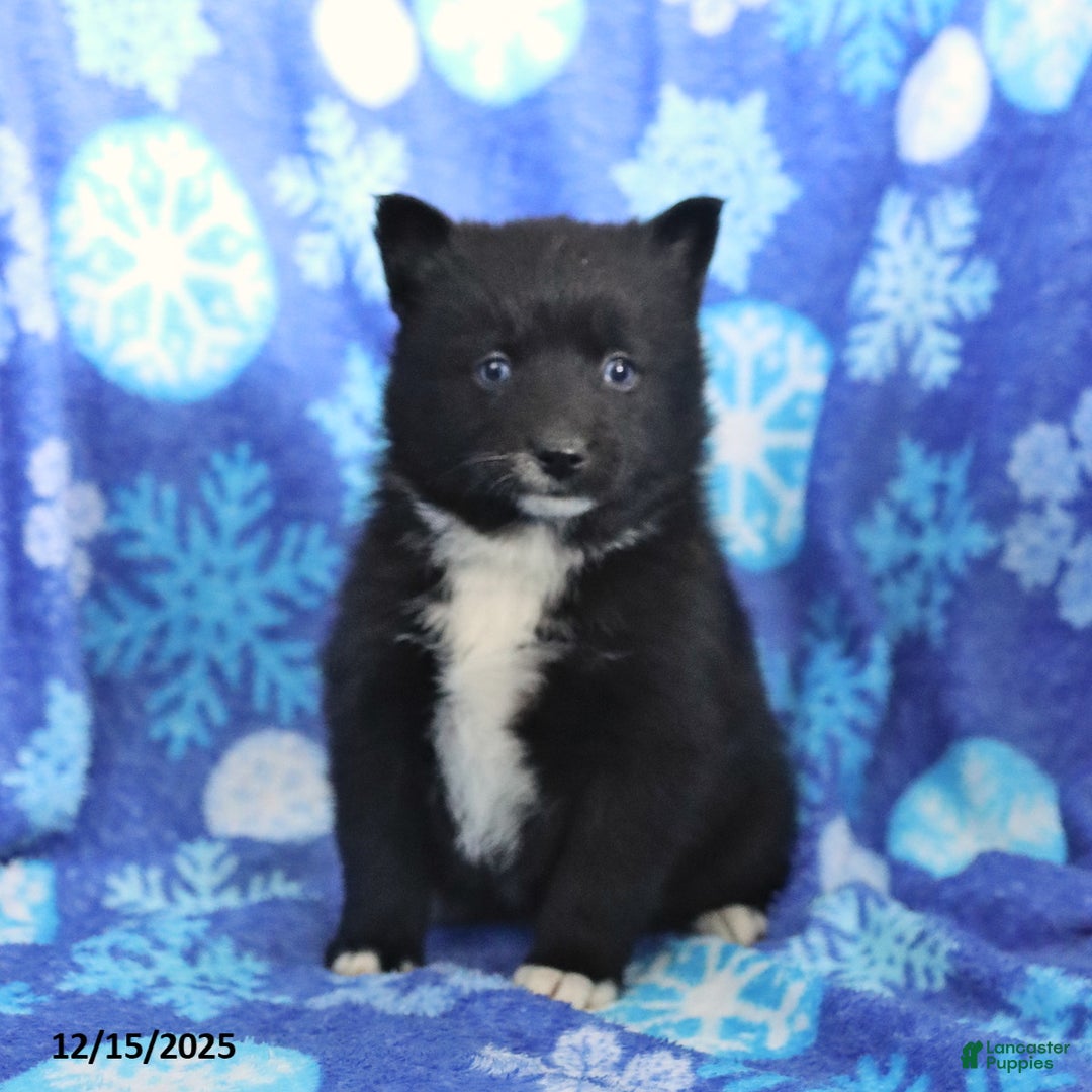 Pomsky dogs for sale: Fern - Ad 5