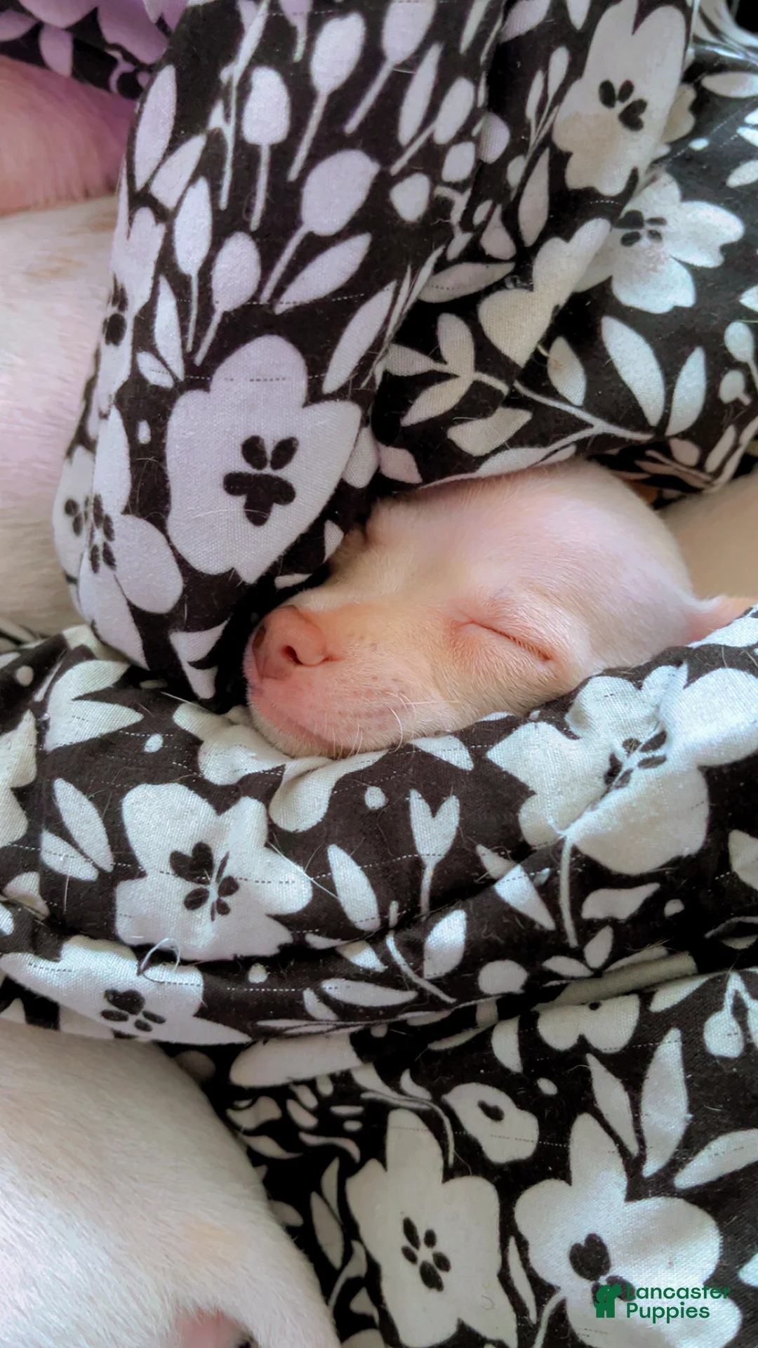 Mixed Breed dogs for sale: Mixed Breed Puppy 2 - Ad 2