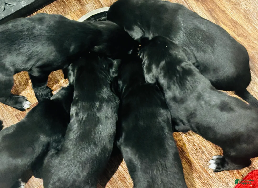 Mixed Breed dogs for sale: Mixed Breed 1 - Ad 2