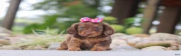Miniature Dachshund dogs for sale: Harvest - Ad 1