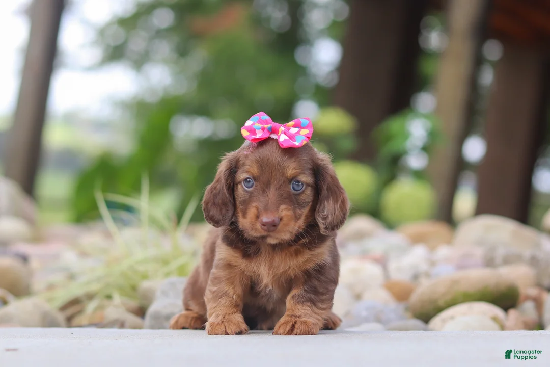 Miniature Dachshund dogs for sale: Harvest - Ad 1