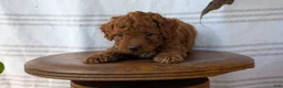 Cavapoo dogs for sale: Mason - Ad 6