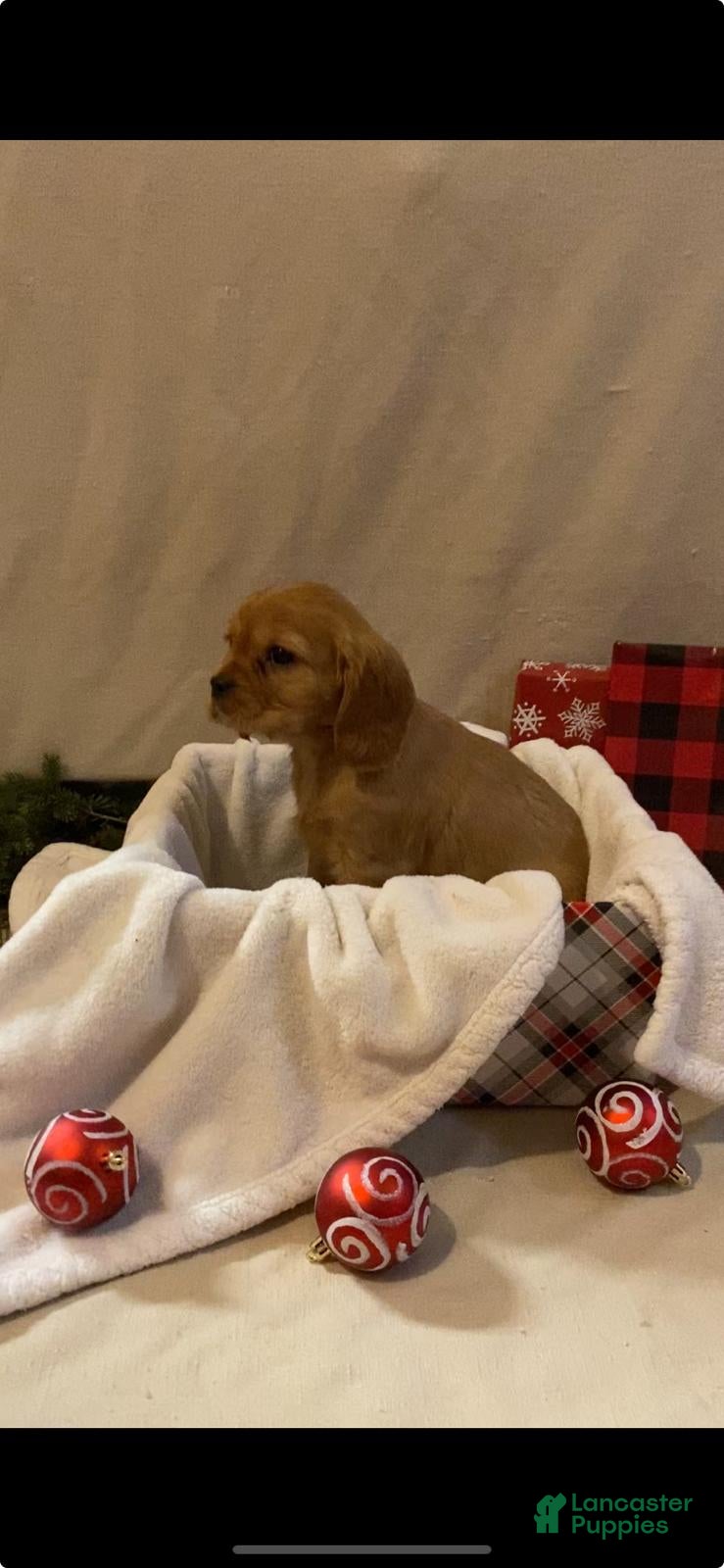 Cavalier King Charles Spaniel dogs Misty - Ad 23