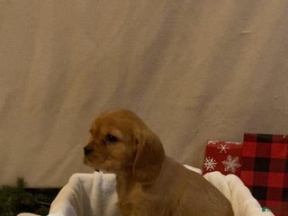 Cavalier King Charles Spaniel dogs Misty - Ad 23