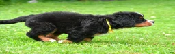 Bernese Mountain Dog dogs for sale: Neal - Ad 5