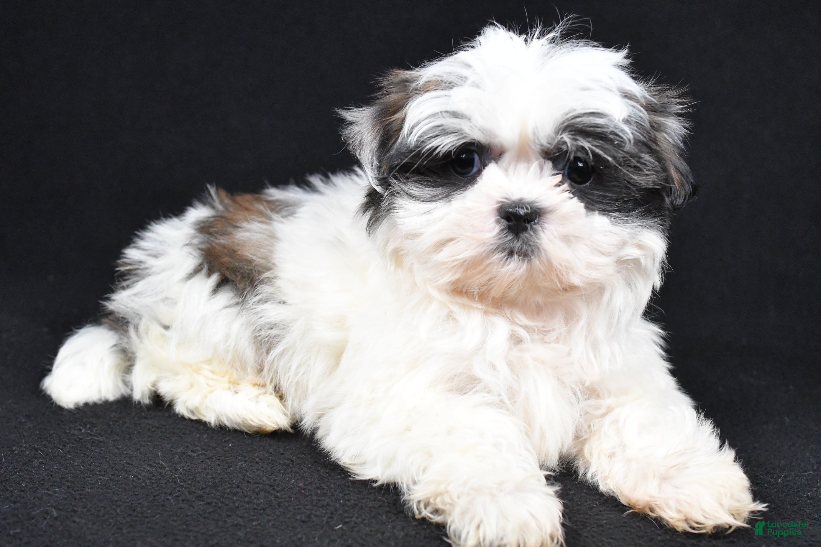 Shih Tzu dogs Benny - Ad 41