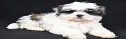 Shih Tzu dogs for sale: Benny - Ad 6