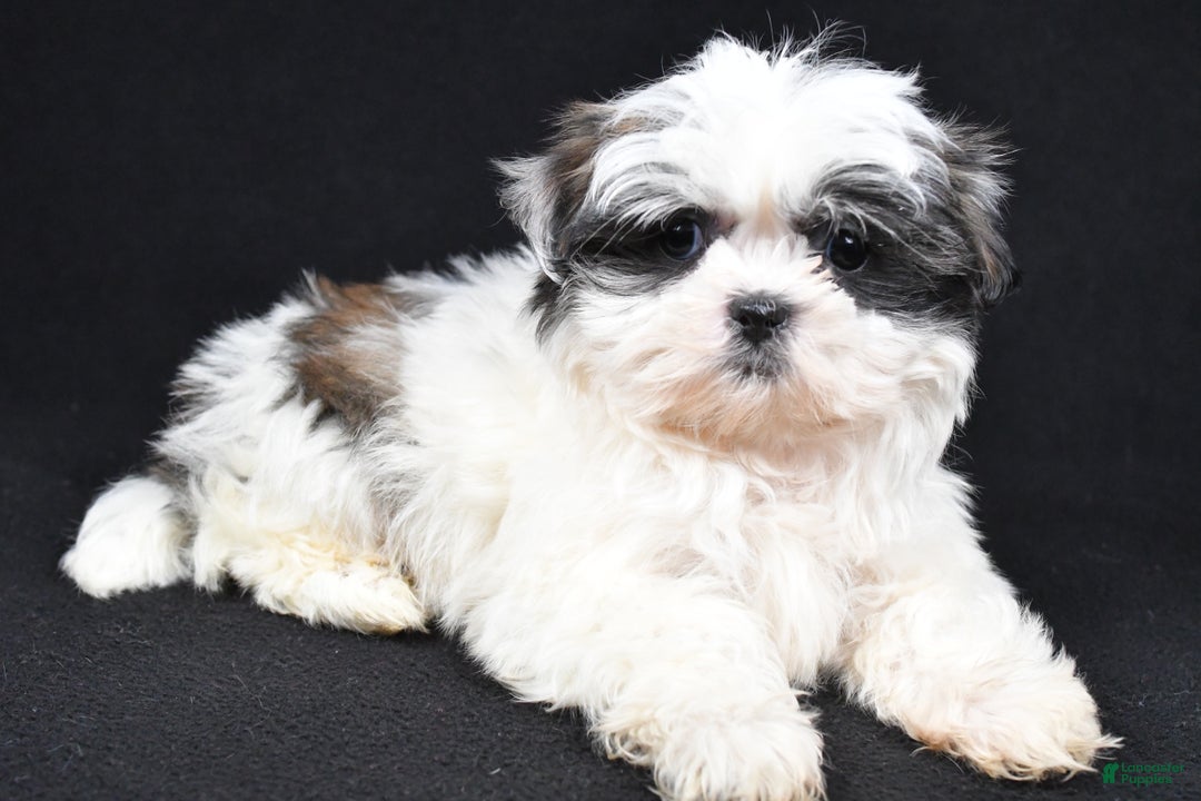 Shih Tzu dogs for sale: Benny - Ad 6