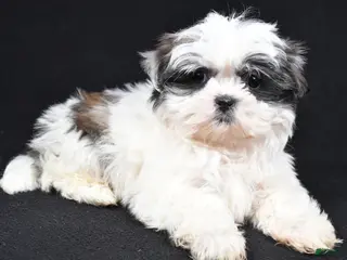 Shih Tzu dogs Benny - Ad 41