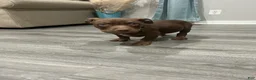 American Bully dogs for sale: Drakko - Ad 3