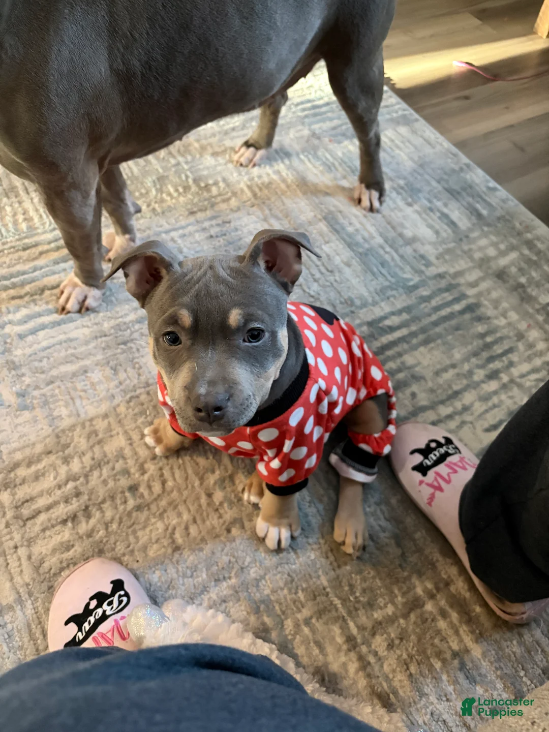 American Bully dogs for sale: American Bully Puppy 1 - Ad 6