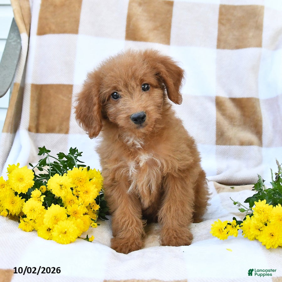 Mini Goldendoodle dogs Jodi - Ad 1