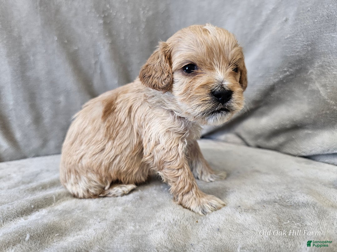 Cavapoo dogs for sale: Stelline - Ad 5