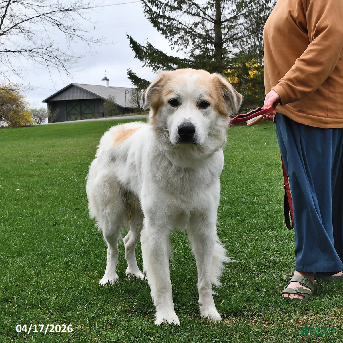 Mixed Breed dogs Samuel - Ad 1