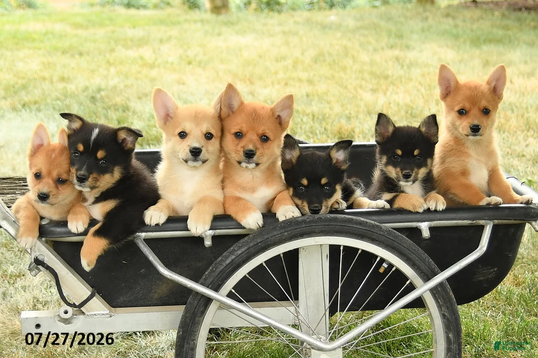 Mixed Breed dogs for sale: Conner - Ad 3