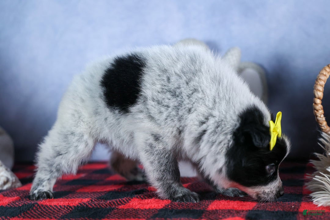 Mixed Breed dogs for sale: DELTA - Ad 2