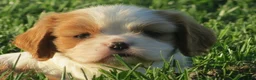 Cavalier King Charles Spaniel dogs for sale: Latte - Ad 10