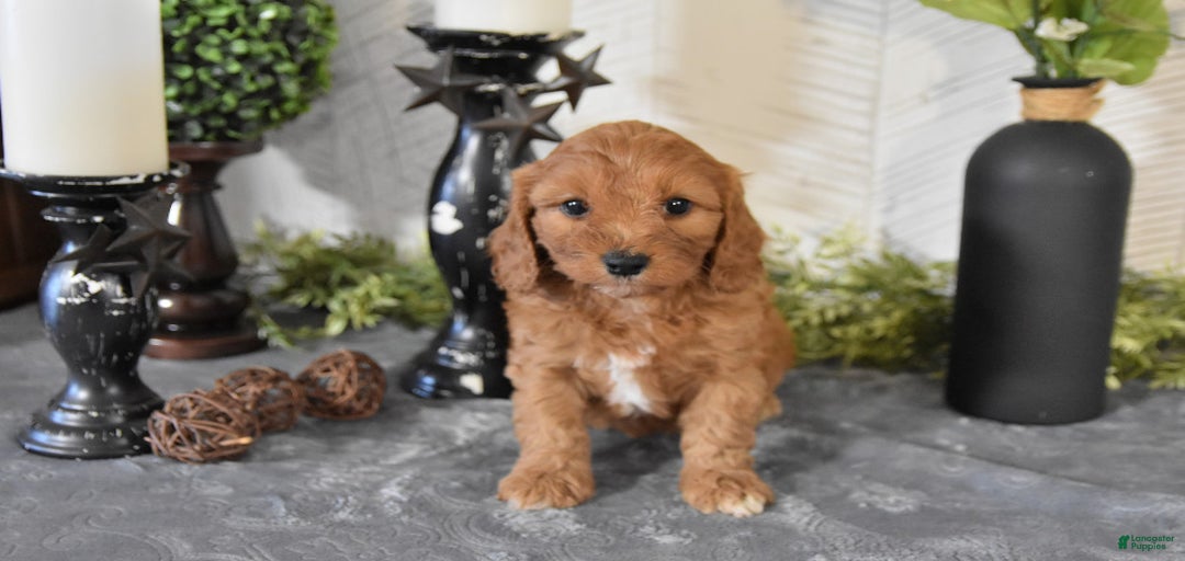 Gallery Image {{count}}