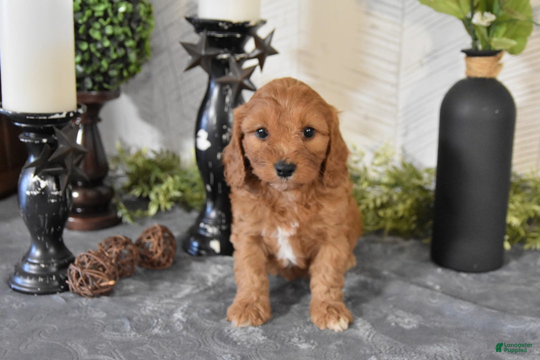 Gallery Image {{count}}