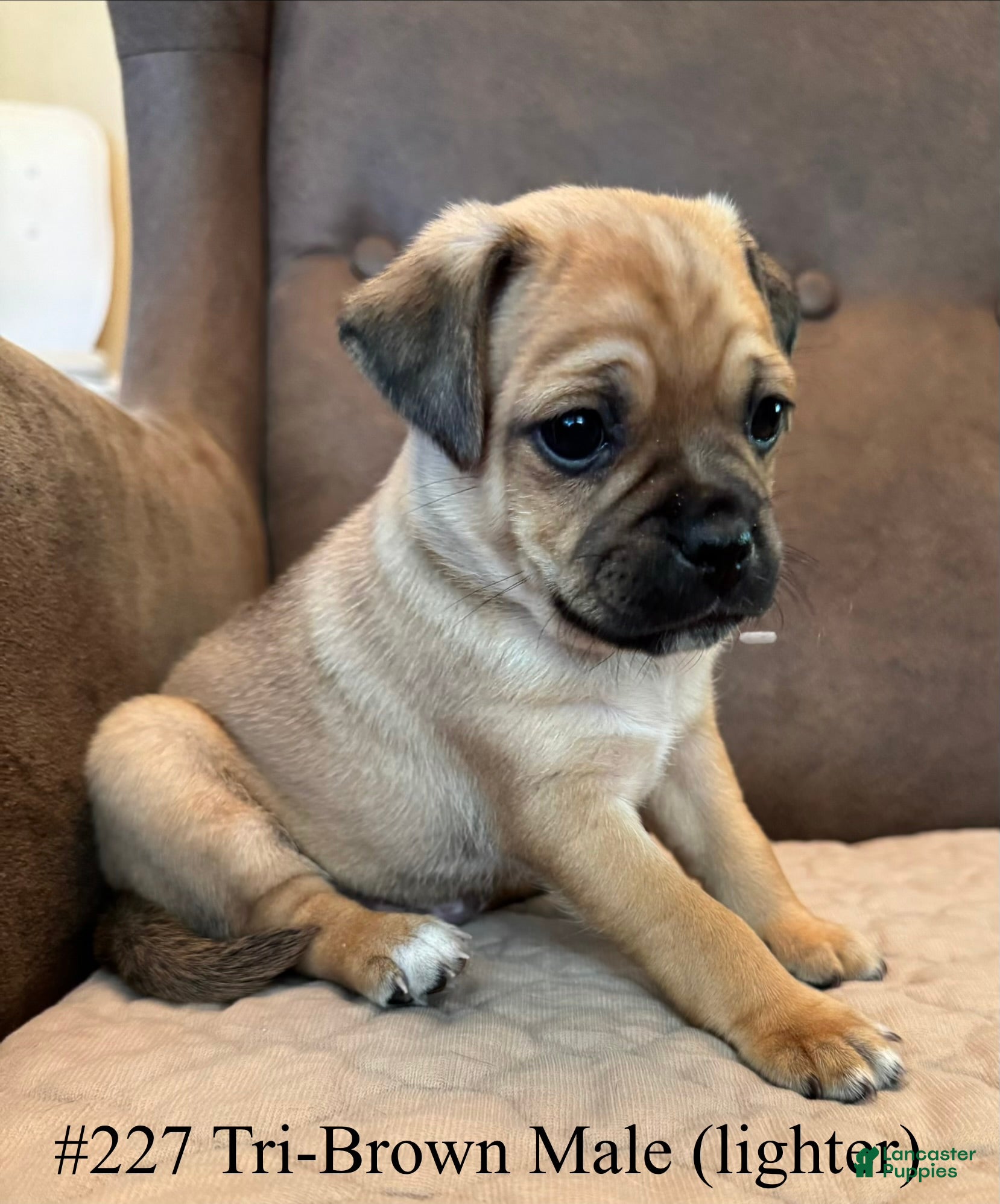 Jug dogs #227 tri-brown male (lighter) curly pug tail! - Ad 28