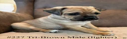 Jug dogs for sale: #227 tri-brown male (lighter) curly pug tail! - Ad 1