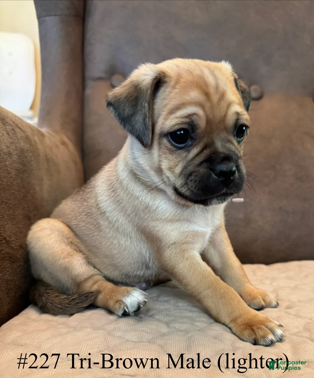 Jug dogs for sale: #227 tri-brown male (lighter) curly pug tail! - Ad 1