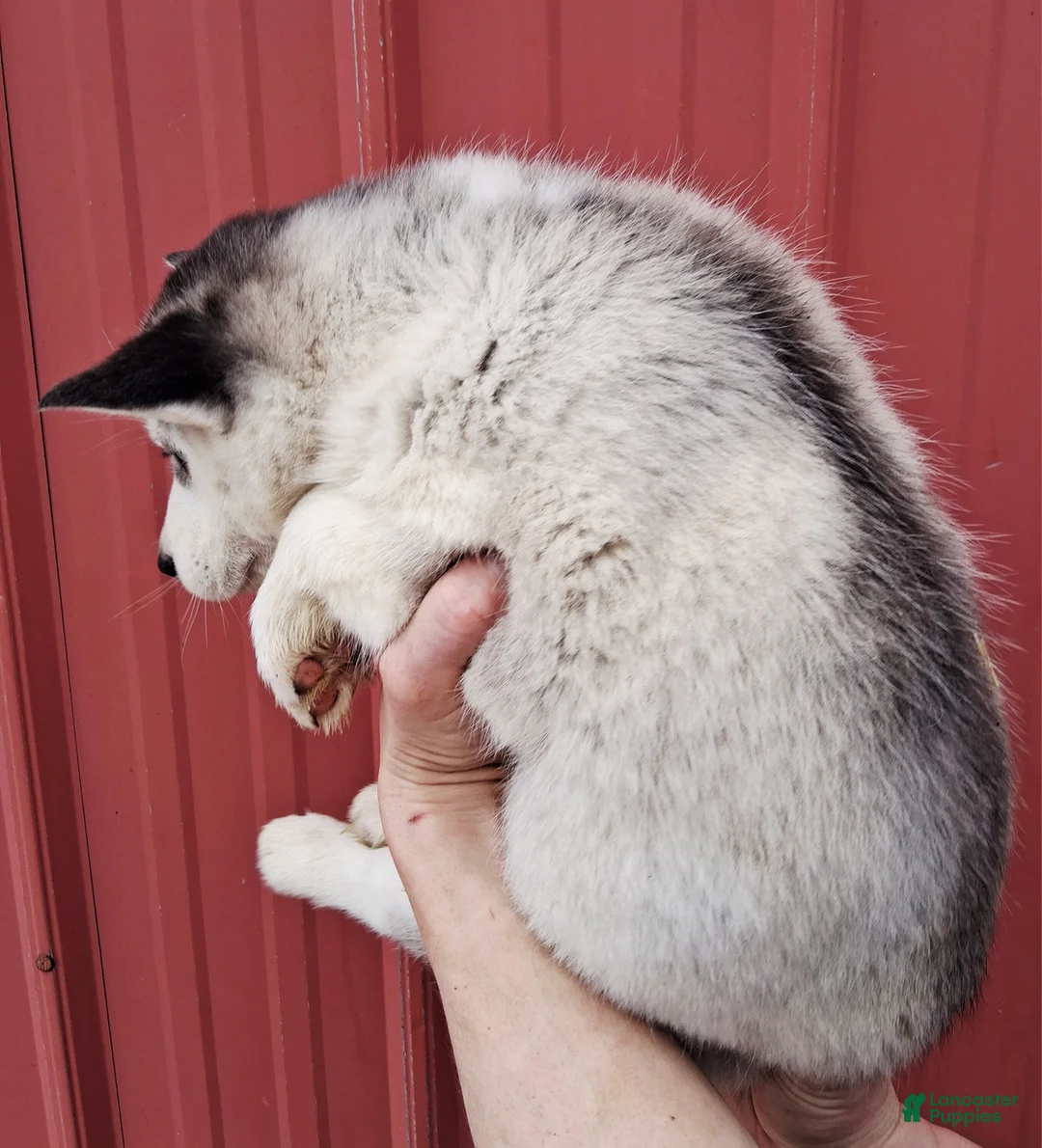 Siberian Husky dogs for sale: Maggy - Ad 5