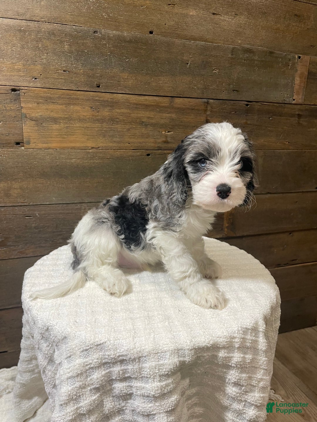 Cavapoo dogs for sale: Leo - Ad 2