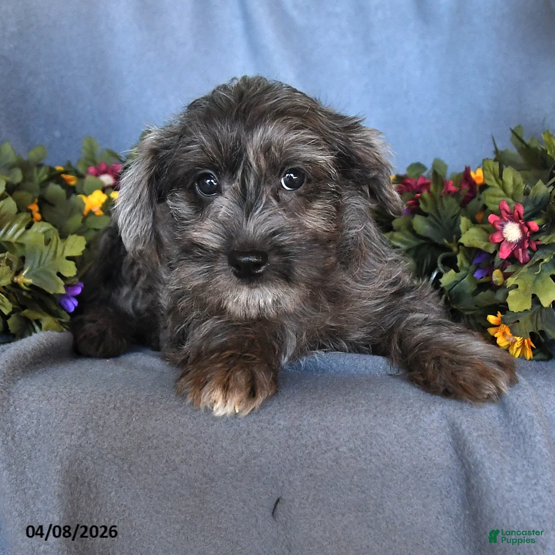 Pomapoo dogs for sale: Betsy - Ad 2
