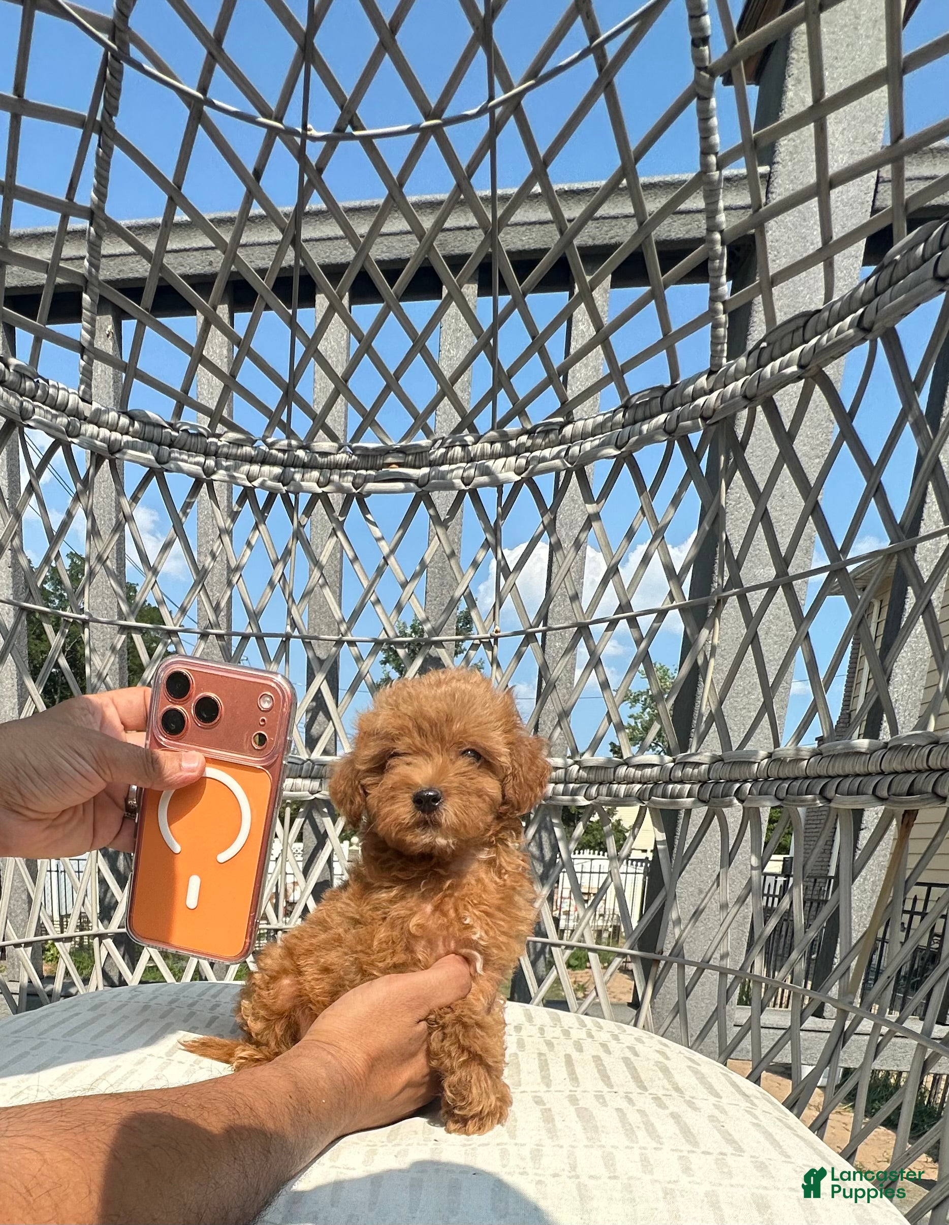 Toy Poodle dogs Teacup female Chinese bloodline  - Ad 18