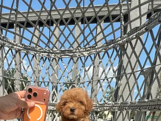 Toy Poodle dogs Teacup female Chinese bloodline - Ad 18